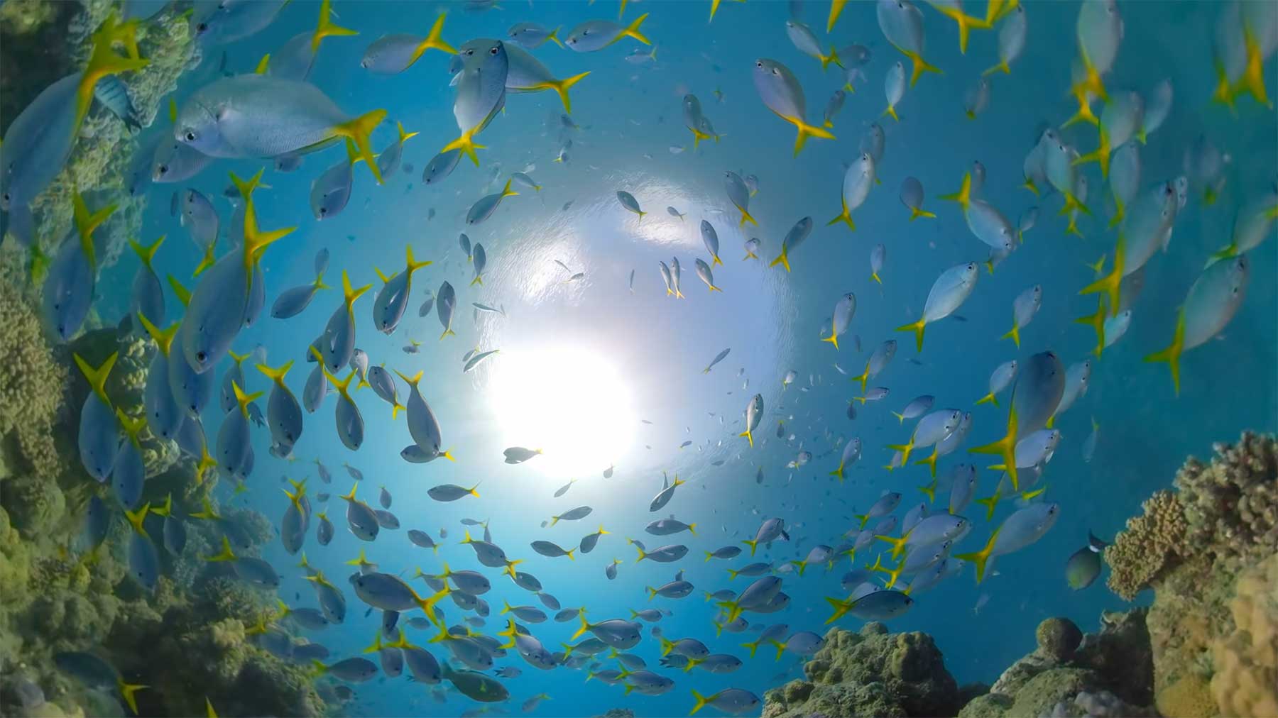 Ein Tauchgang durch das Great Barrier Reef