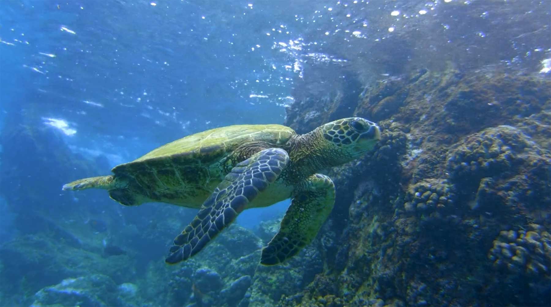 Hawaii im wunderschönen Hyperlapse-Portrait