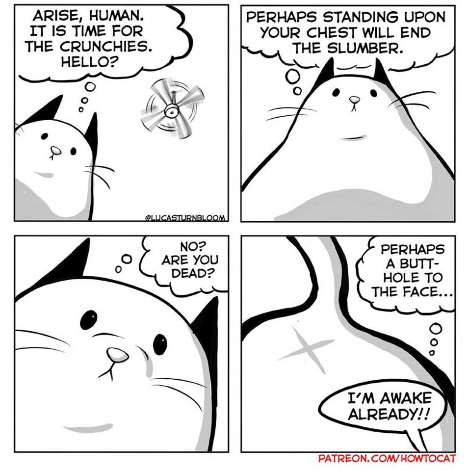 Das Leben mit einer Katze im Comic how-to-cat-Lucas-Turnbloom_02 
