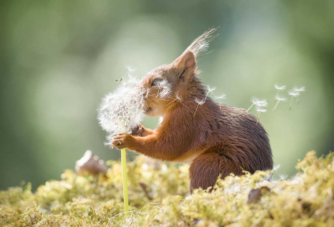 Geert Weggen fotografiert Eichhörnchen