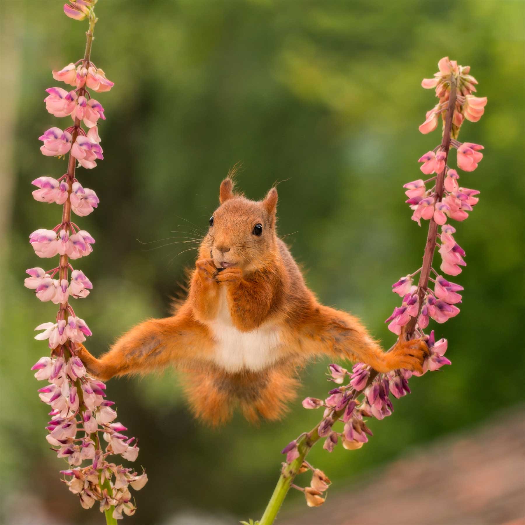 Geert Weggen fotografiert Eichhörnchen Geert-Weggen-eichhoernchen-portraits_02 