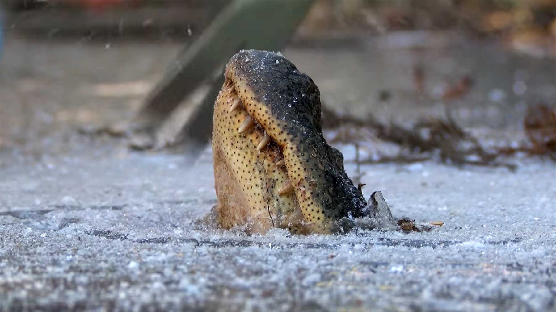 Alligatoren stecken ihre Schnauzen durch die Eisdecke, um zu überleben alligatoren-ueberleben-im-eis 