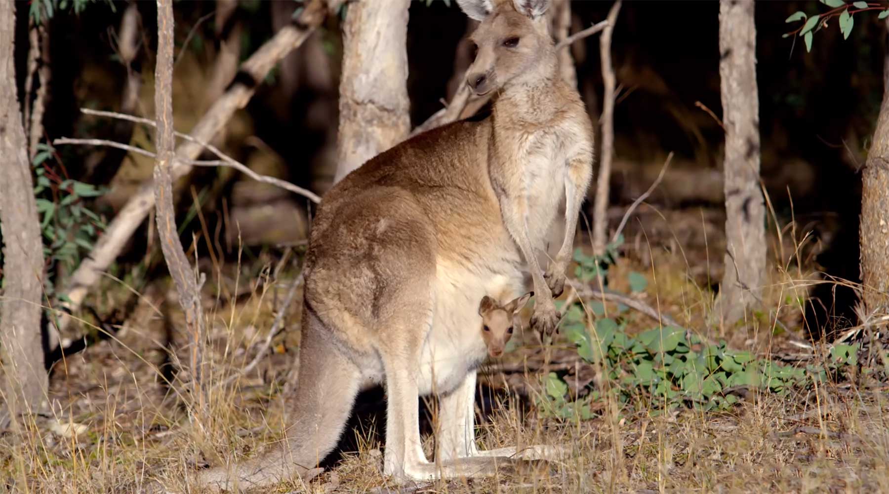 Ein Blick in die Beuteltaschen von Kängurus