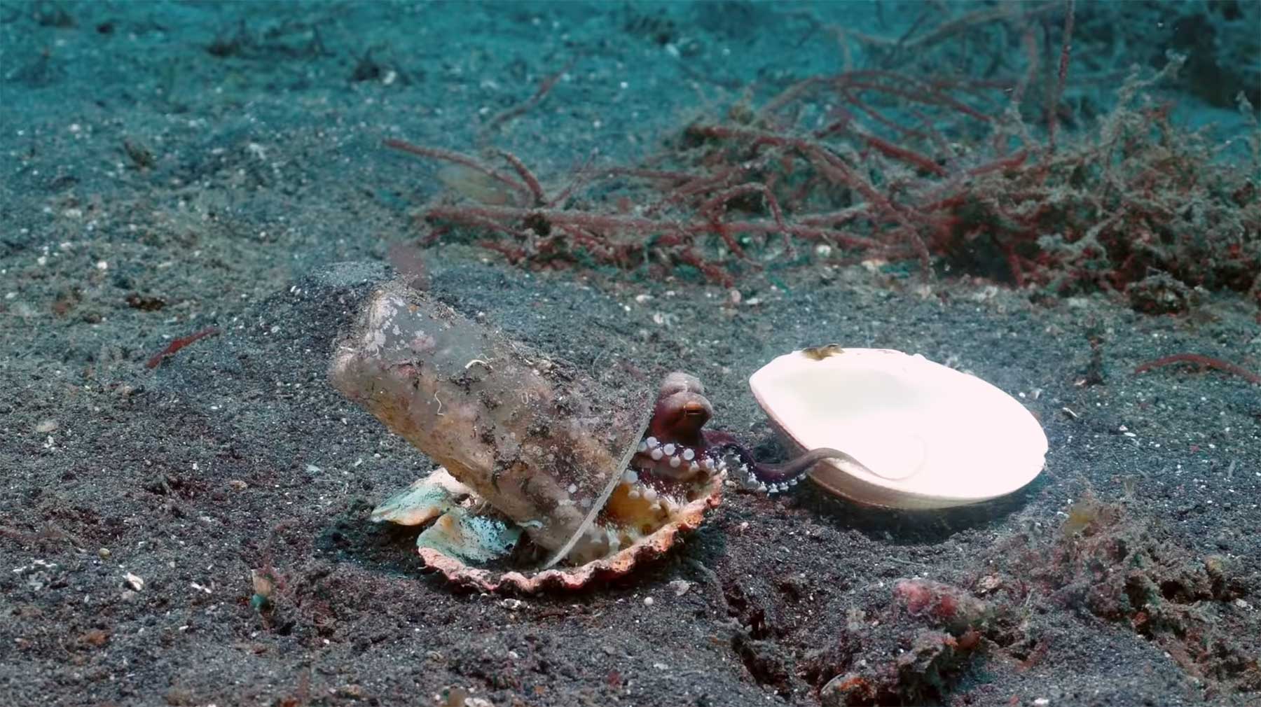 Mini-Oktopus tauscht Plastikbecher- mit Muschel-Behausung mini-kraken-plastikbecher-muschel 