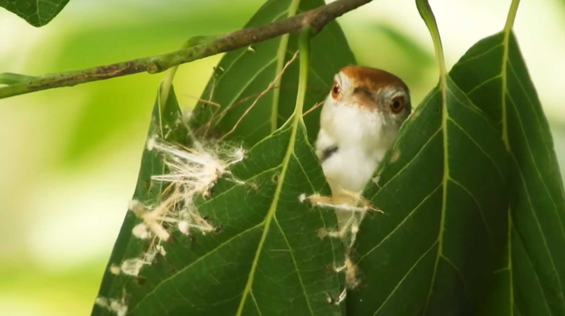 Wie der Schneidervogel sich ein Nest näht