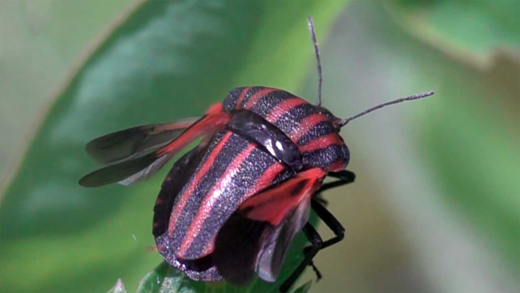 Zeitlupenaufnahmen abhebender Flugkäfer zeitlupe-fliegende-insekten 