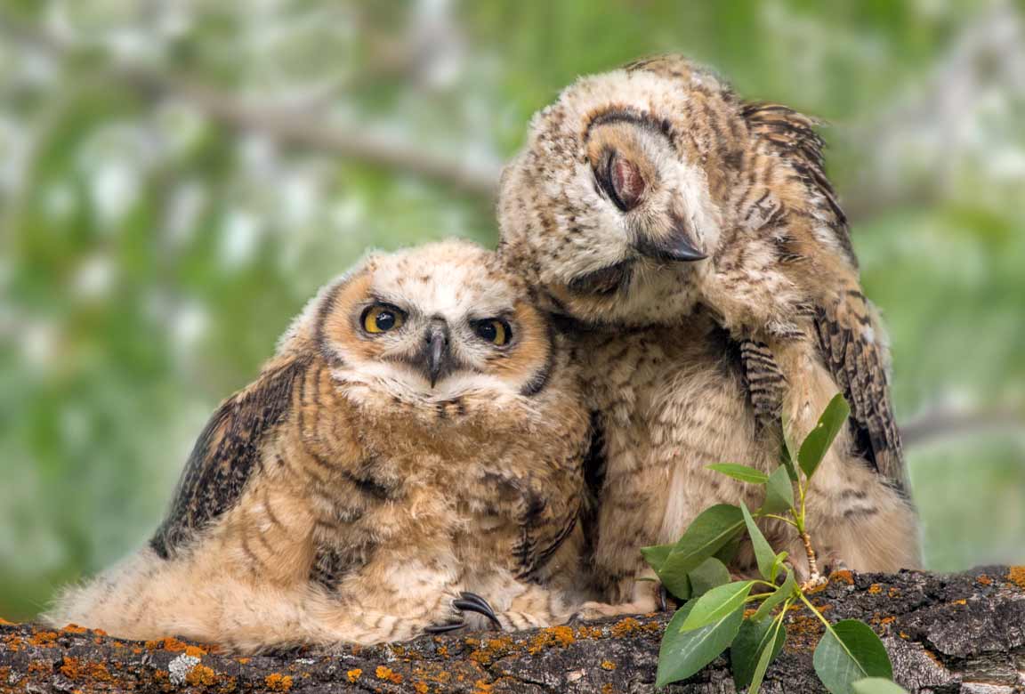 Fotografie: Tom Murphy Tom-Murphy-wildlife-fotografie_01 