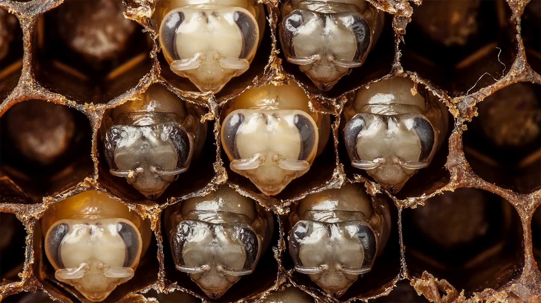 Bienenschlüpfen ganz nah angeschaut bienenschluepfen-nahaufnahme-timelapse 