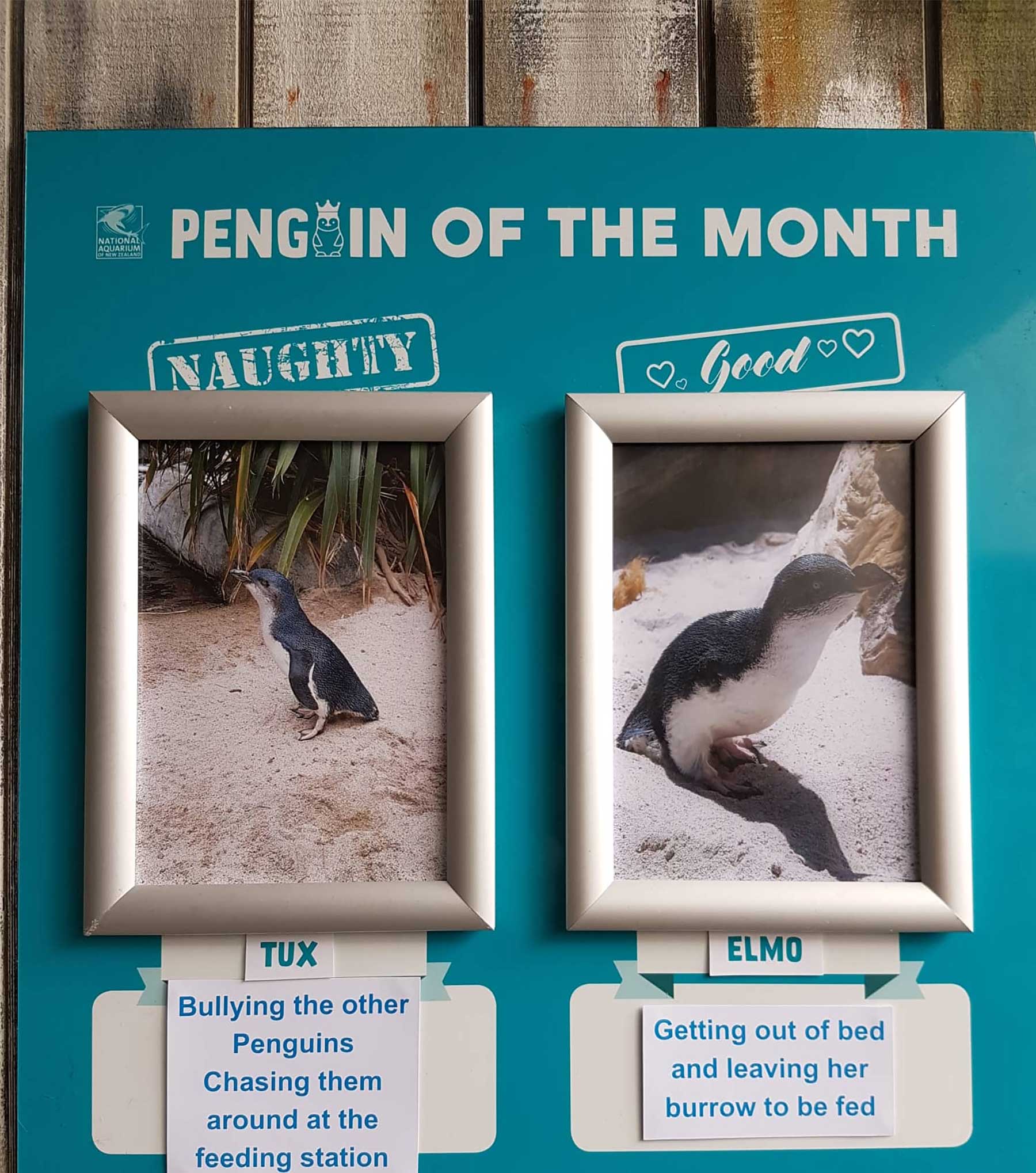 Aquarium in Neuseeland kürt "Pinguine des Monats" pinguine-des-monats-aquarium-neuseeland_02 