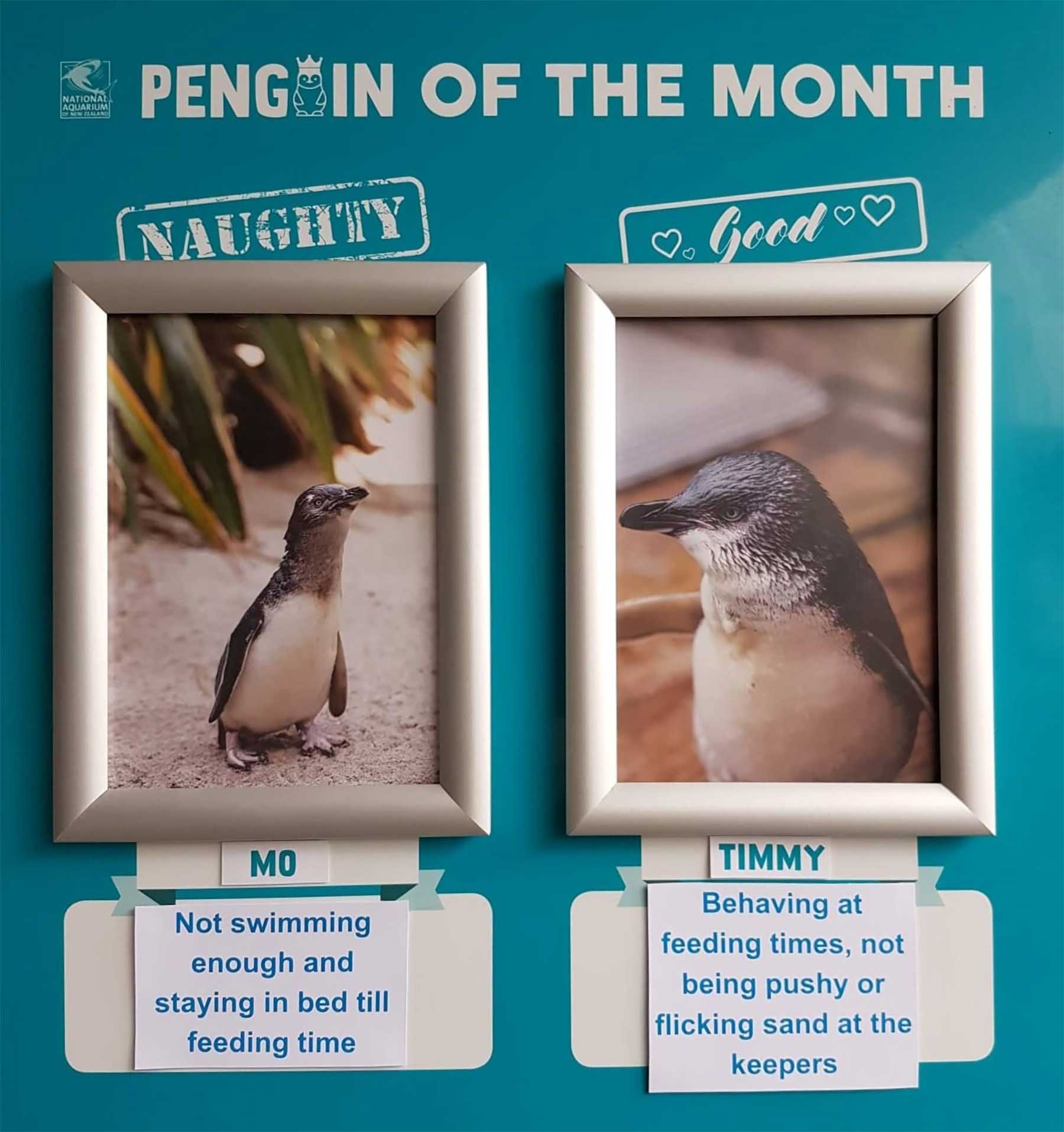 Aquarium in Neuseeland kürt "Pinguine des Monats" pinguine-des-monats-aquarium-neuseeland_03 