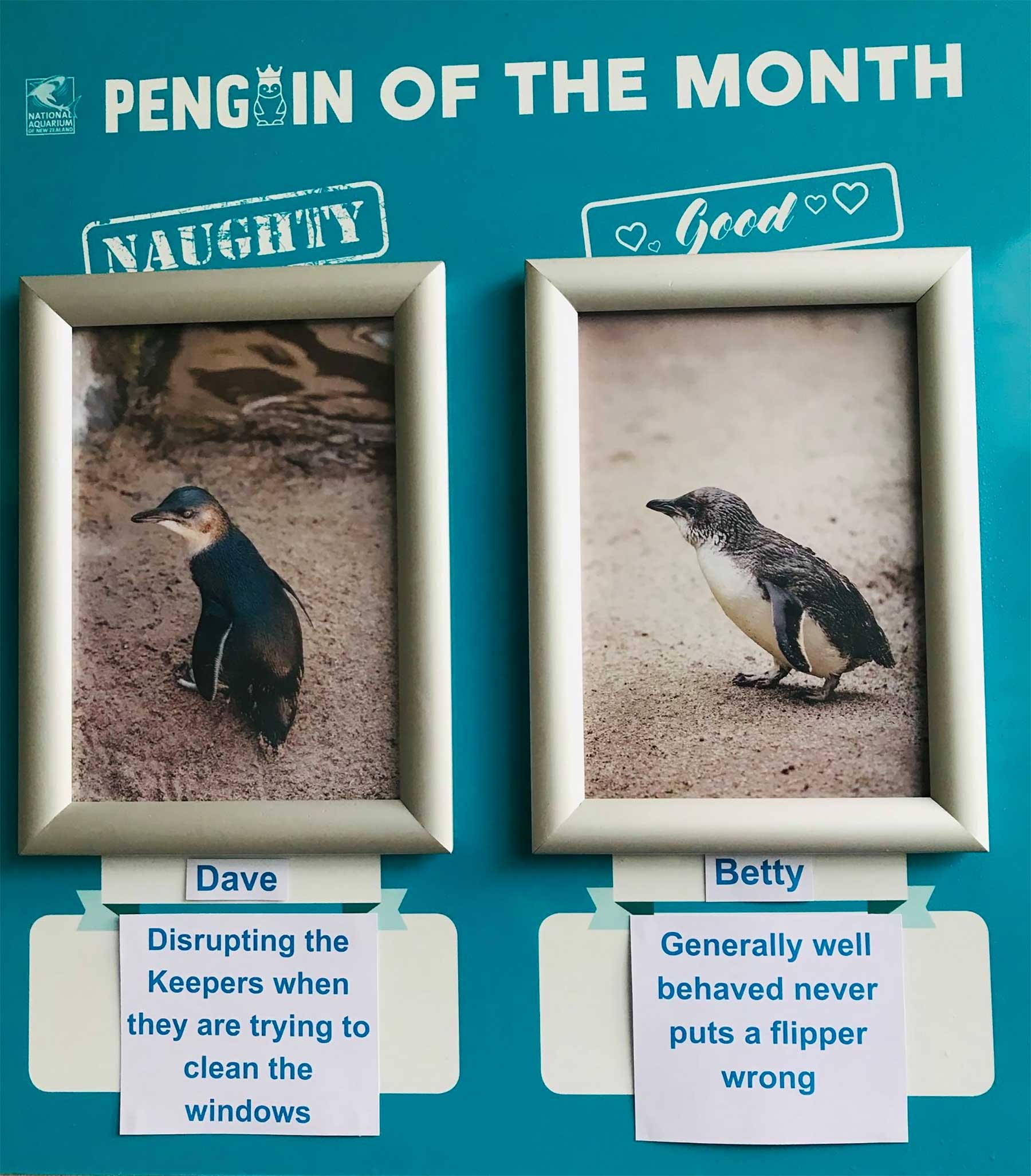 Aquarium in Neuseeland kürt "Pinguine des Monats" pinguine-des-monats-aquarium-neuseeland_04 