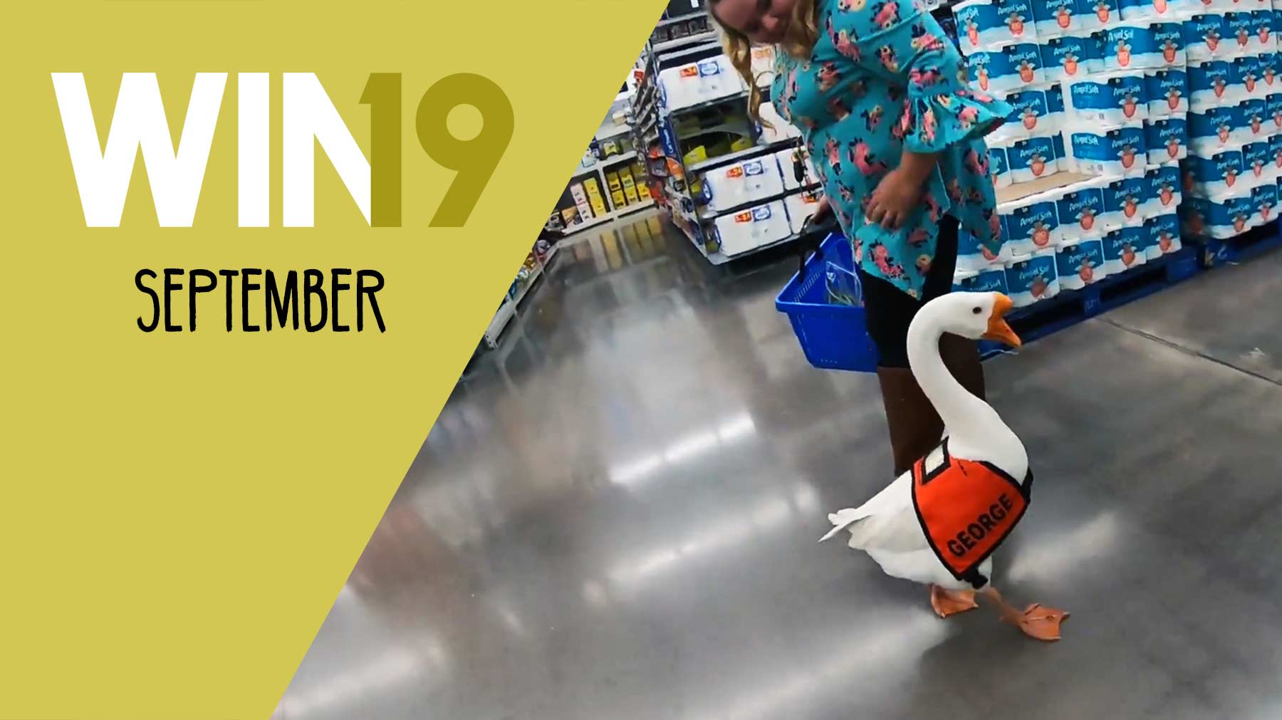 WIN Compilation September 2019