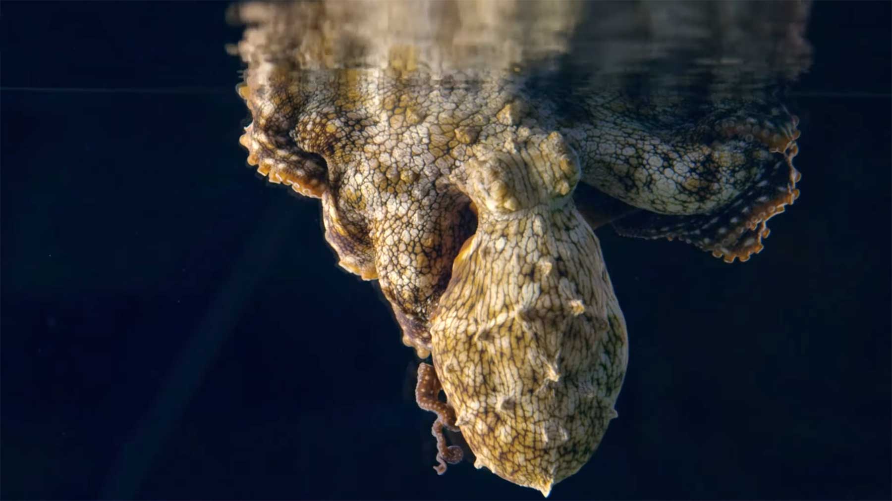 Oktopus ändert seine Farbe während er träumt oktopus-aendert-farbe-im-schlaf 