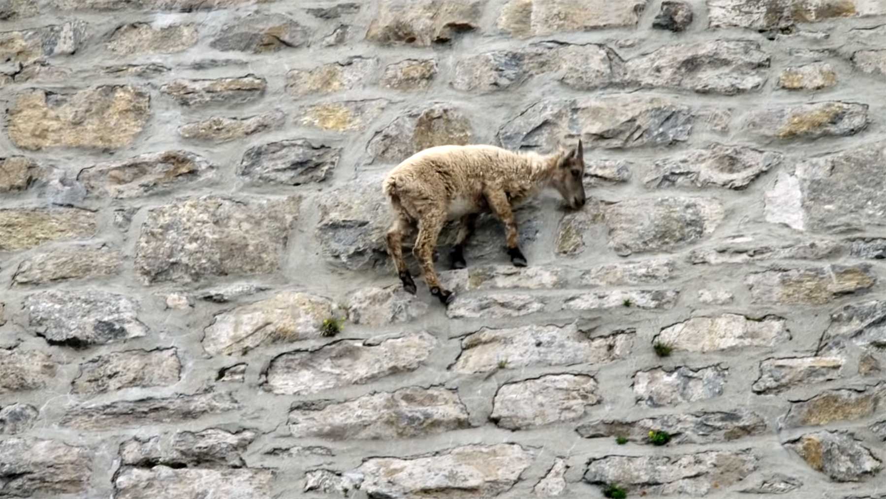 Ziegen klettern steile Damm-Wand hoch