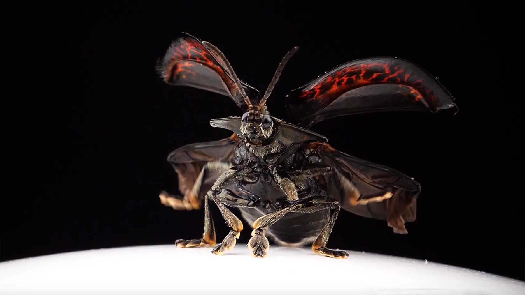 Abheben eines Schildkäfers in Superzeitlupe tortoise-beetle-slowmotion 