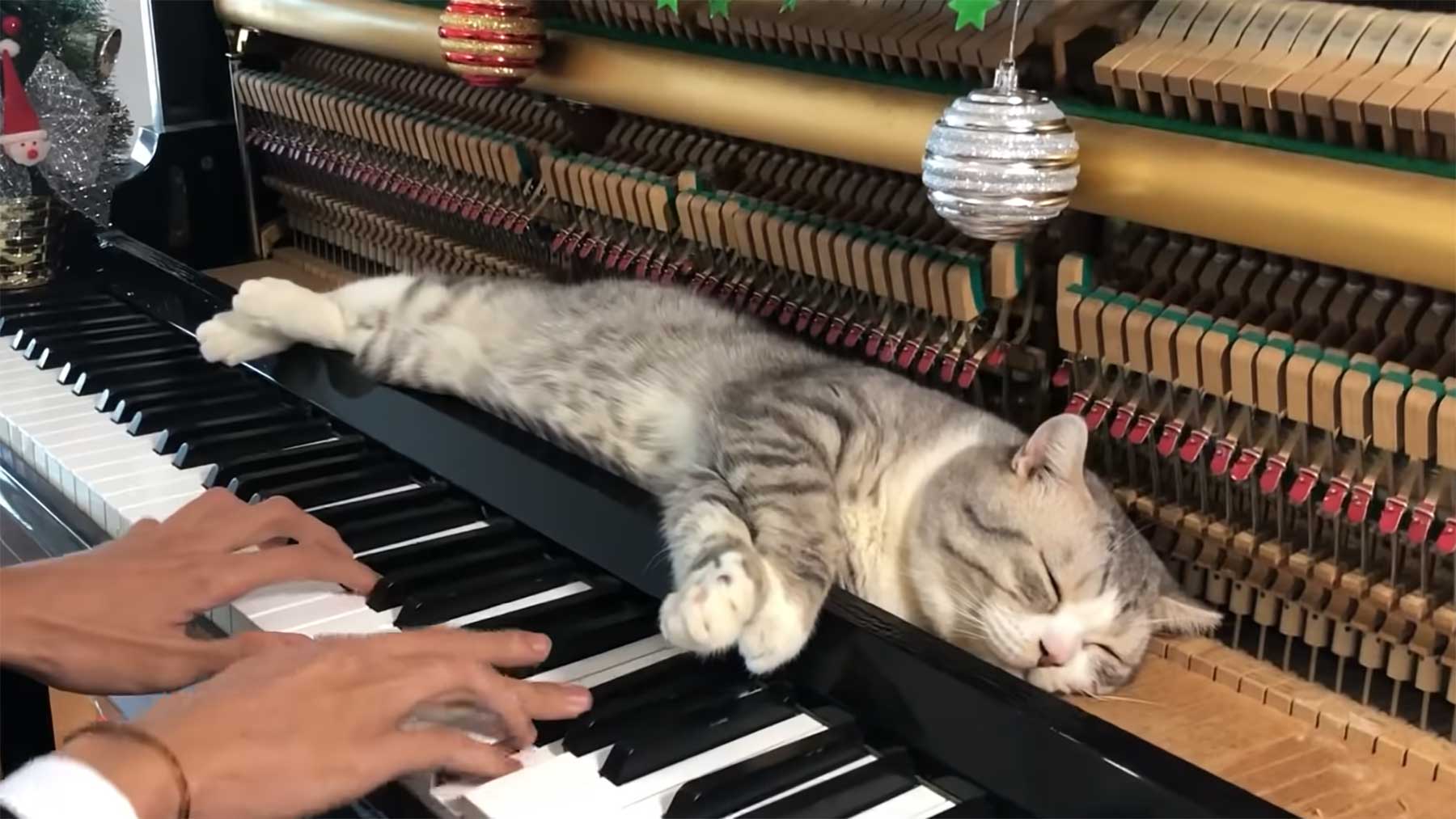 Weihnachtliche Katzen-Klavier-Massage