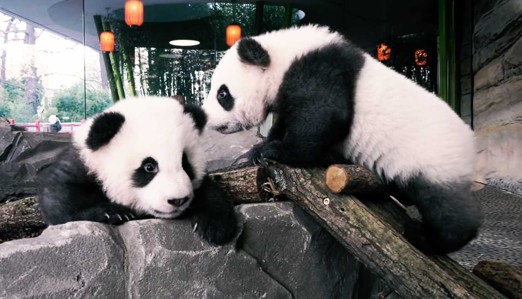 Panda-Babys erkunden erstmals das Außengehege des Berliner Zoos