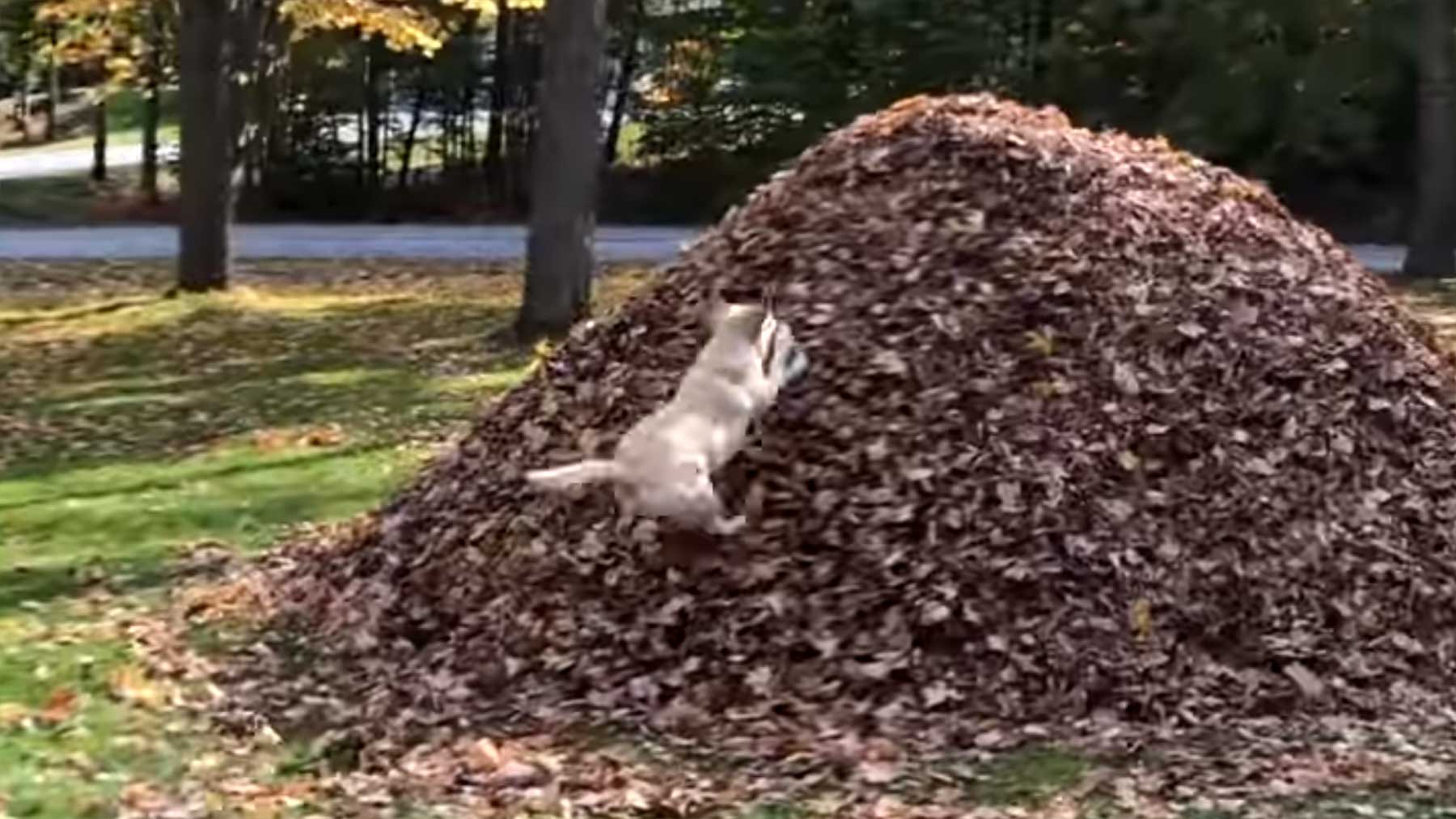 Hund springt drei Minuten lang in Laubhaufen laubhaufenspruenge-stella-hund 