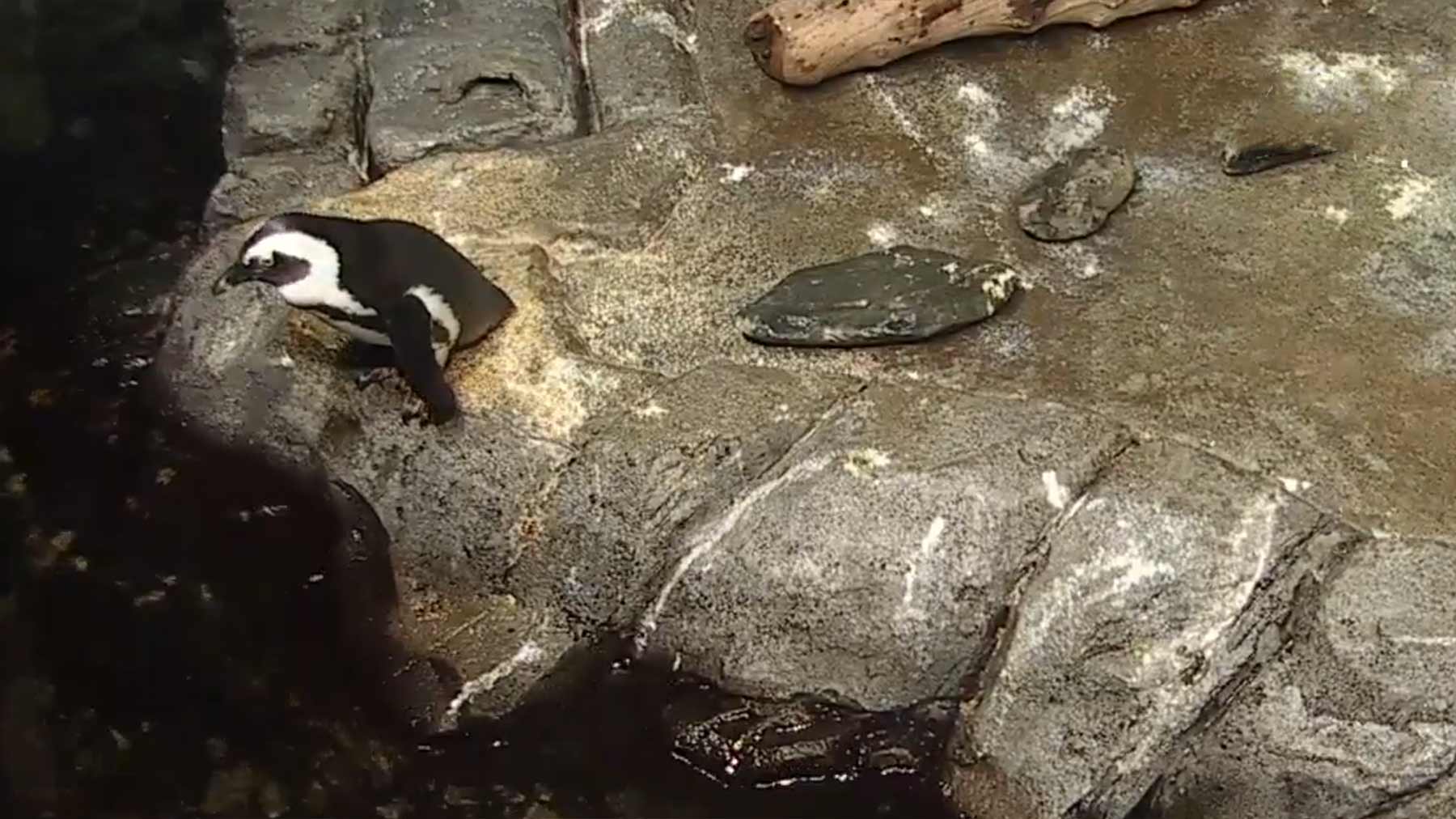 Pinguine, Otter und Co. live per Webcam-Stream sehen live-webcom-pinguine-zoo-aquarium 