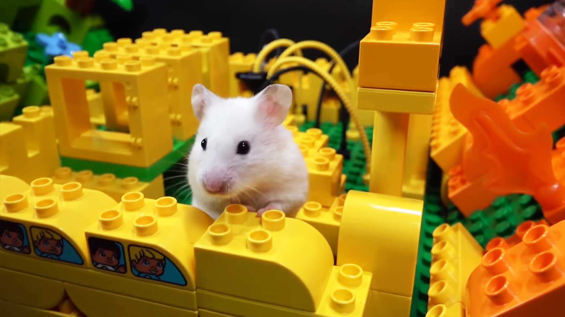 Hamster-Hindernis-Parcours aus Duplo-Steinen