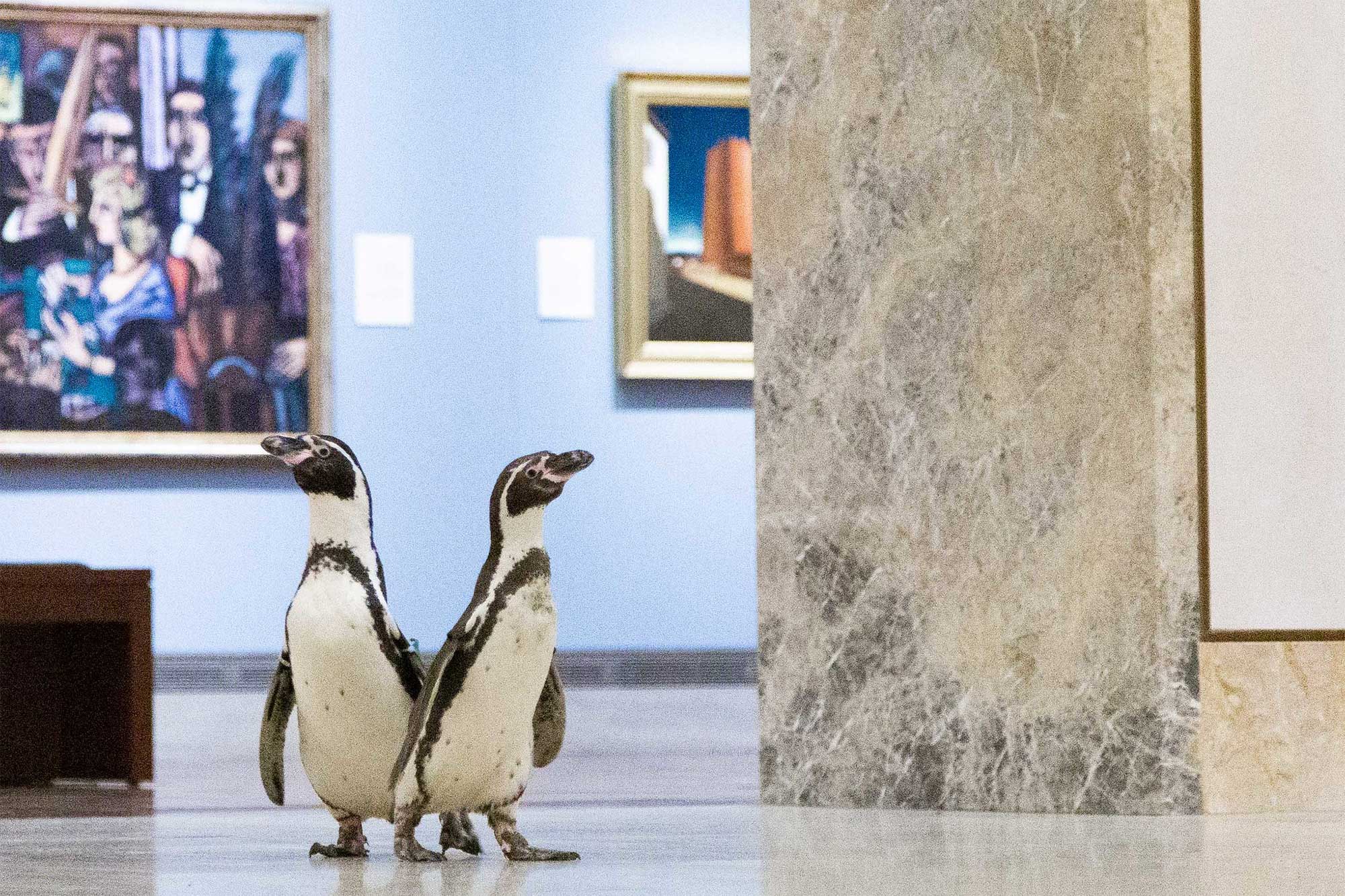 Nur ein paar Pinguine, die durch ein Museum laufen pinguine-im-Nelson-Atkins-museum_03 