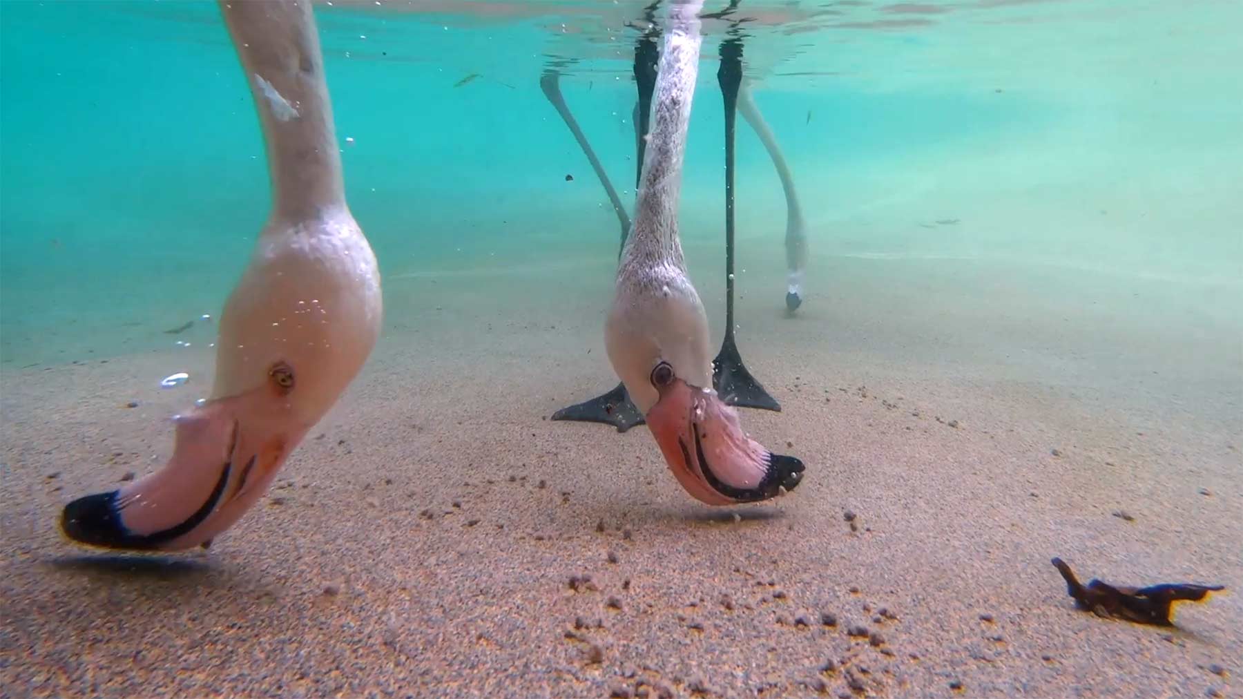 Flamingo-Unterwasser-Fütterung