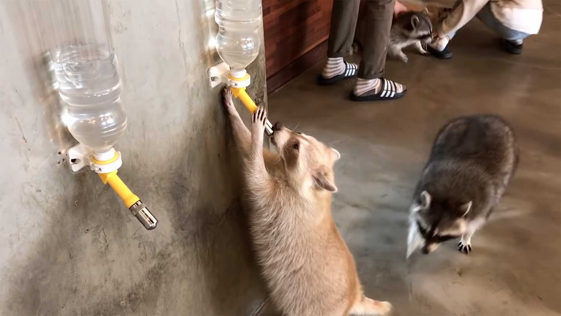 Ein Café voller Waschbären