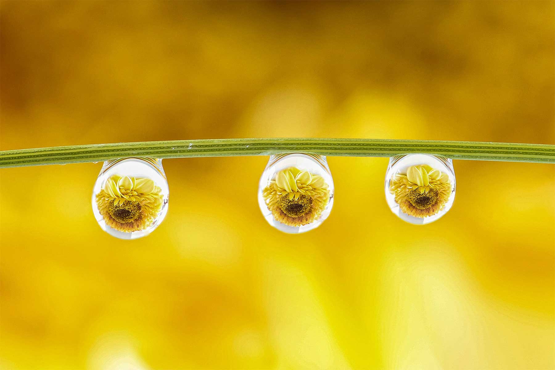 Wassertropfen-Fotografien von António Pereira Antonio-Pereira-Water-Drops-photography_01 