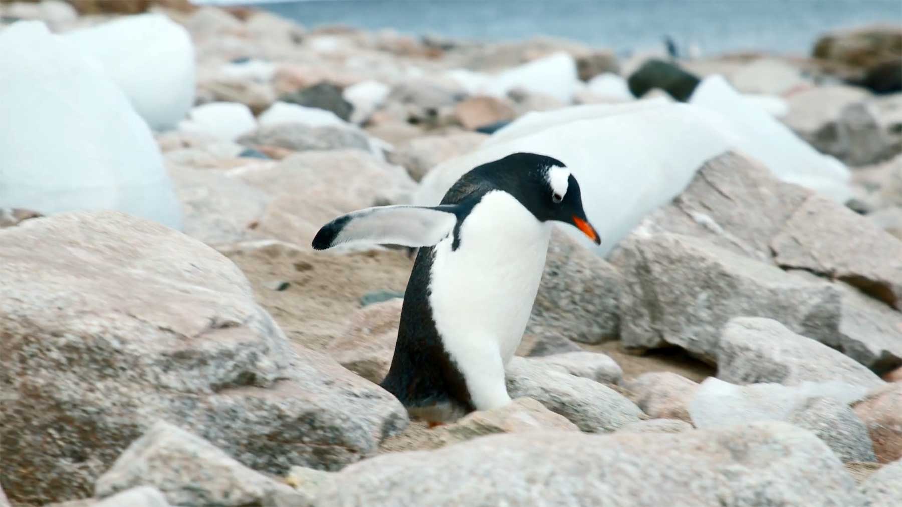 Eine Videoreise in die Antarktis portrait-of-antarctica 