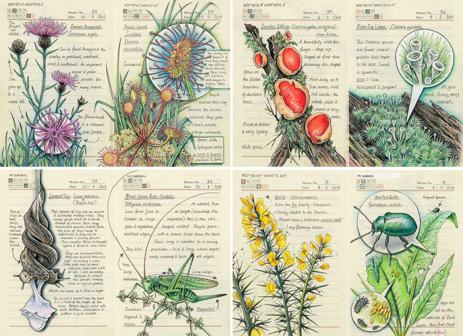 Notizbuch-Zeichnungen von Jo Brown Jo-Brown-nature-journal_02 