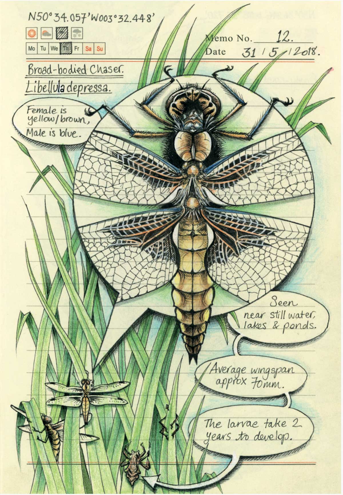 Notizbuch-Zeichnungen von Jo Brown Jo-Brown-nature-journal_04 