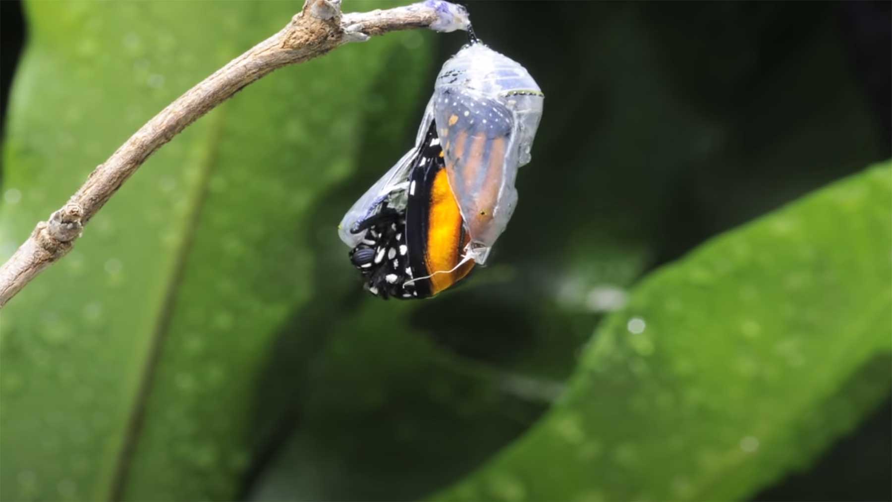 Timelapse-Video eines schlüpfenden Schmetterlings