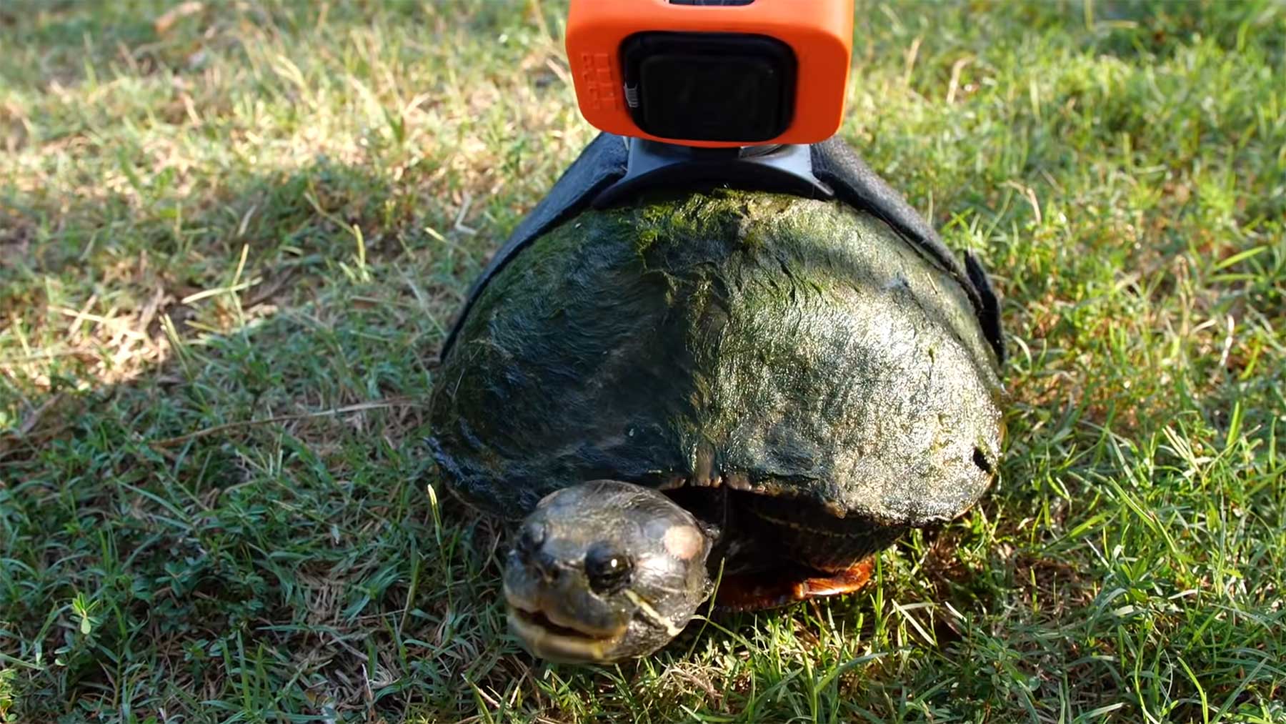 An Tag am Teich aus der Sicht einer Schildkröte