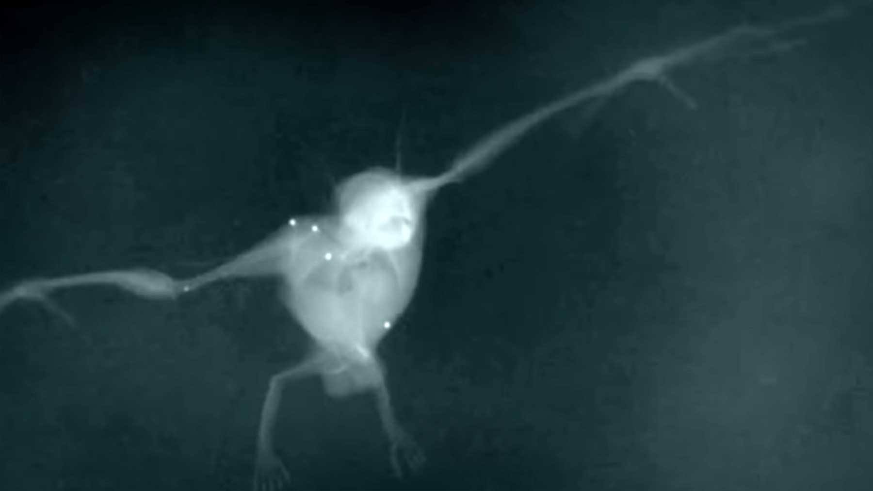 Fledermausflug in Zeitlupen-Röntgenaufnahmen fledermausflug-in-superzeitlupe-geroentgt 