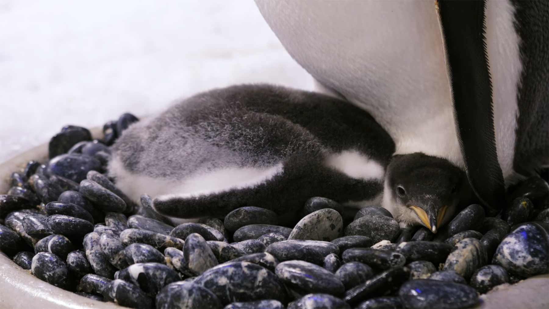 Schwules Pinguin-Pärchen brütet Adoptiv-Ei aus