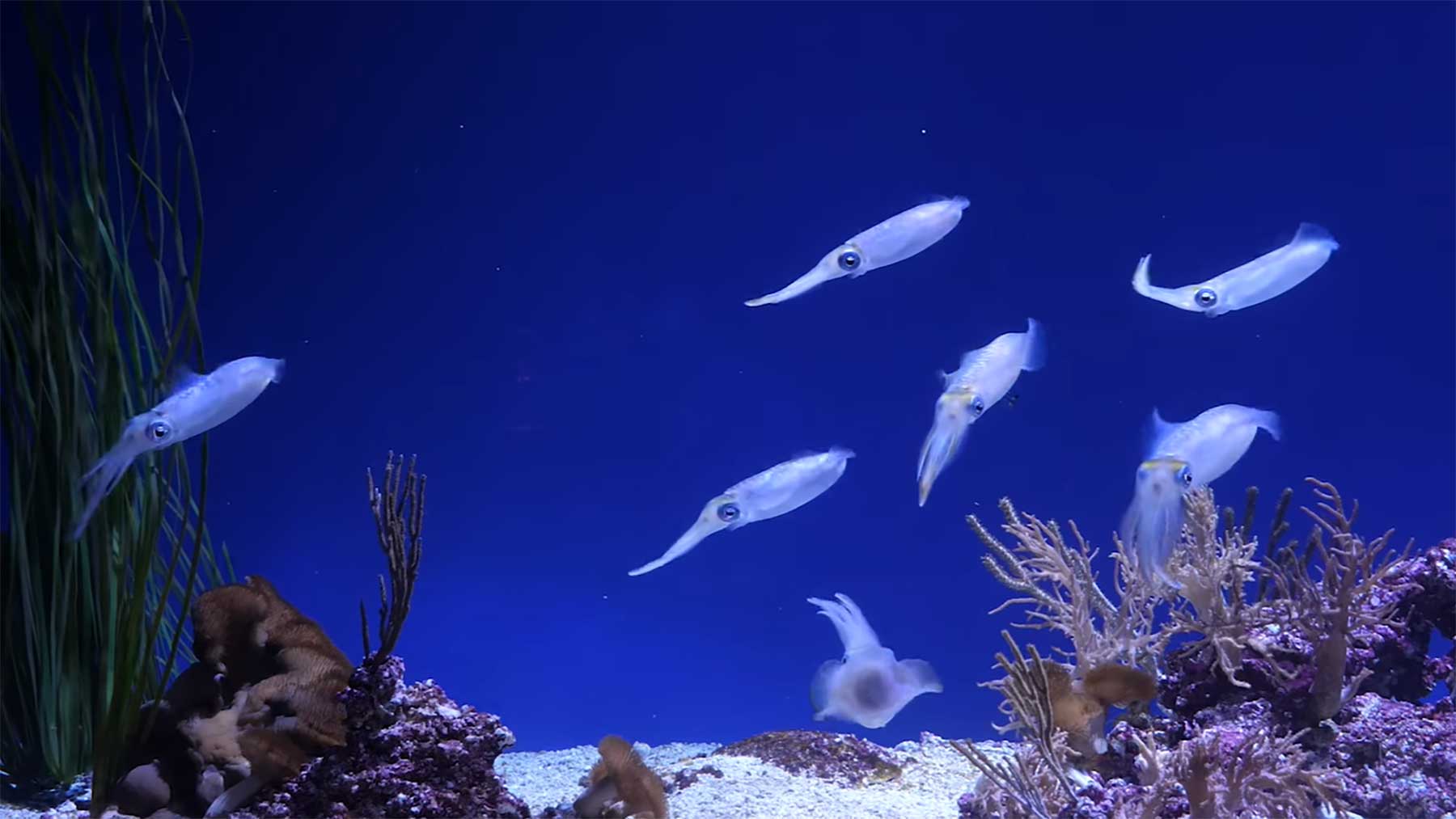 2 Stunden Tintenfisch-Aquarium mit Lofi Beats to Relax to