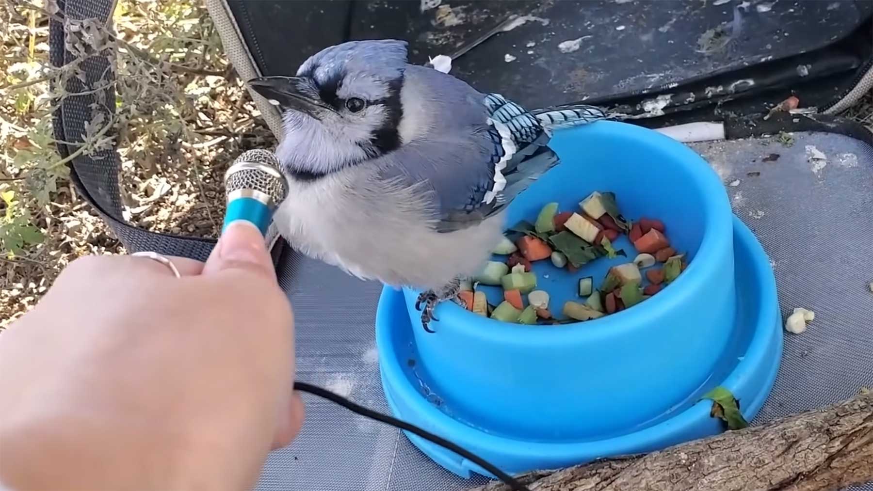 Tiere mit kleinem Mikrofon interviewt