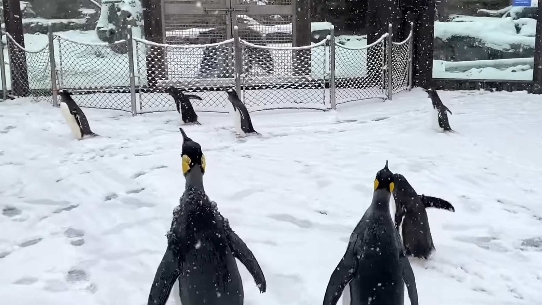 Pinguine auf Wanderschaft durch den verschneiten Zoo