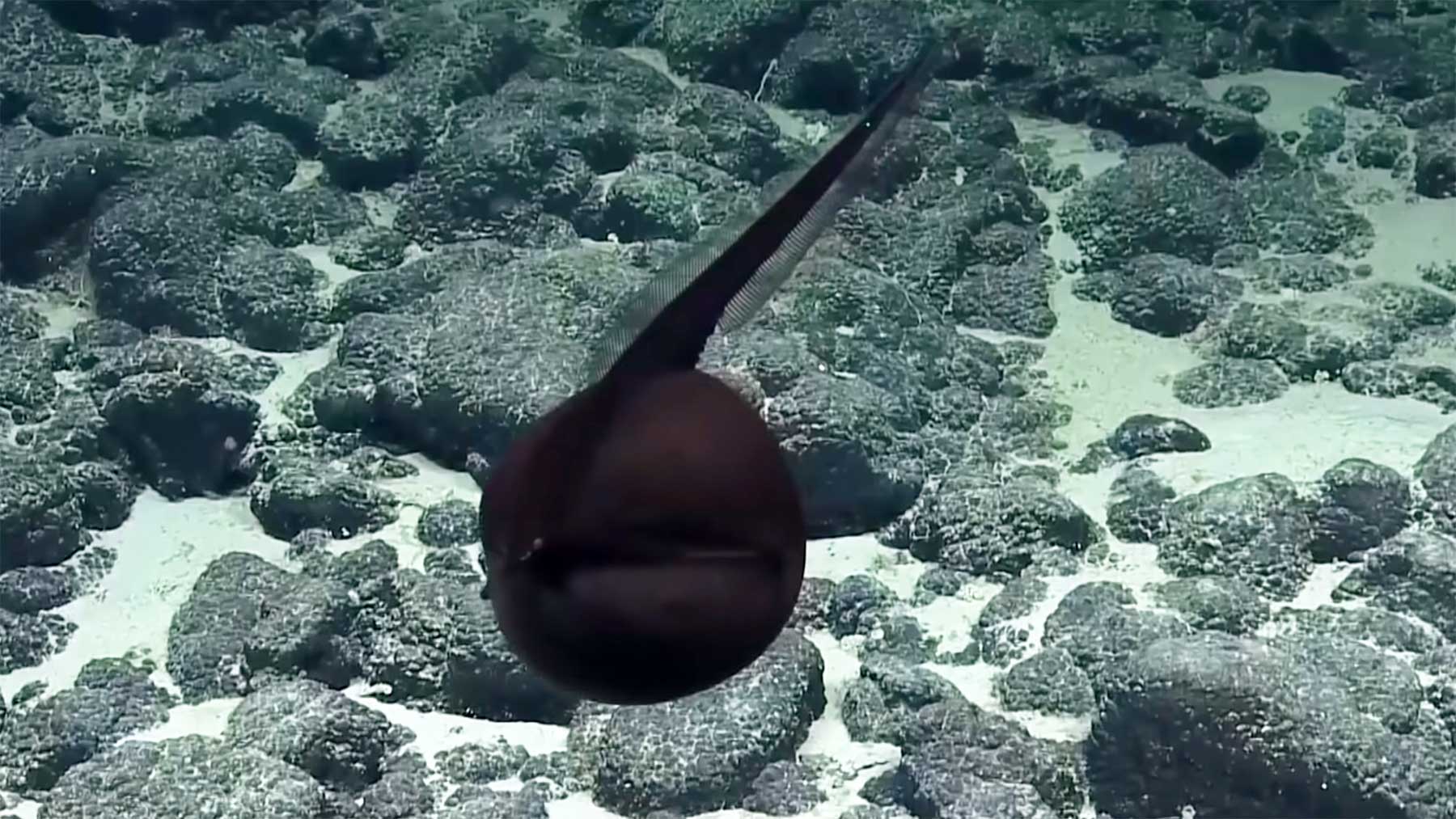 Wissenschafts-Team entdeckt seltenen Pelikanaal unterwasser