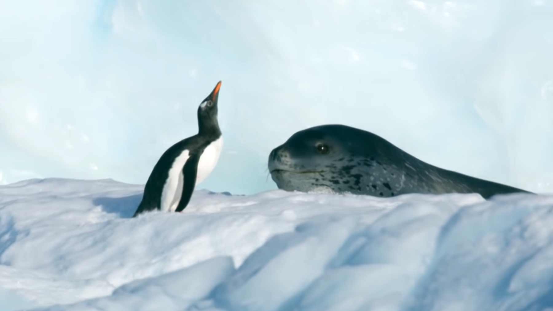 Pinguin vs. Seeleopard