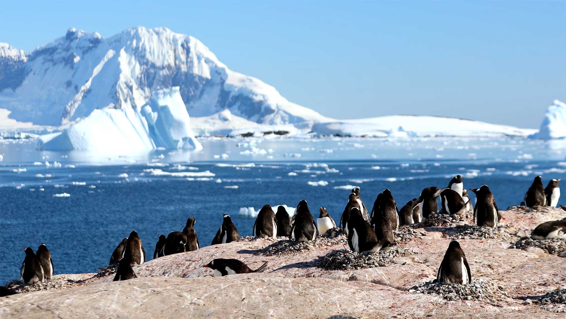 2 Stunden Antarktis: Pinguine und Meer!