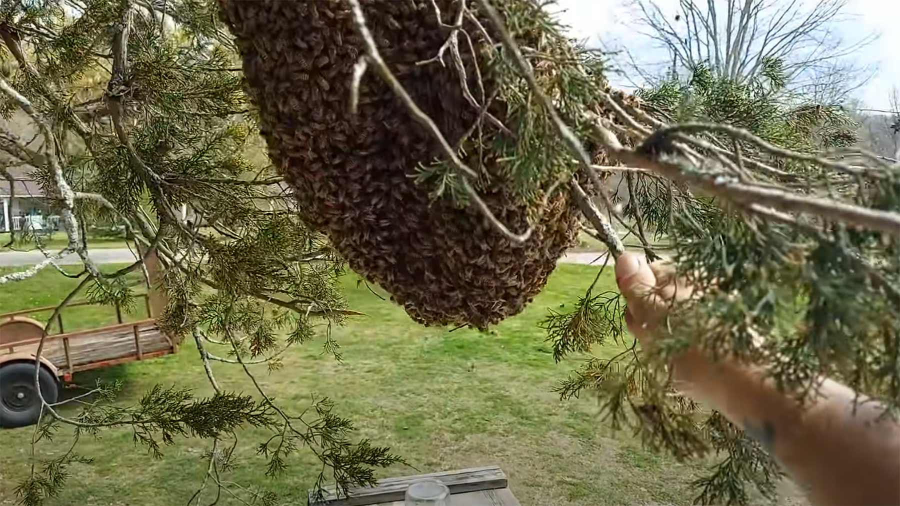 Bienen-Entferner schüttelt Schwarm einfach so vom Ast runter bienen-vom-ast-entfernen 