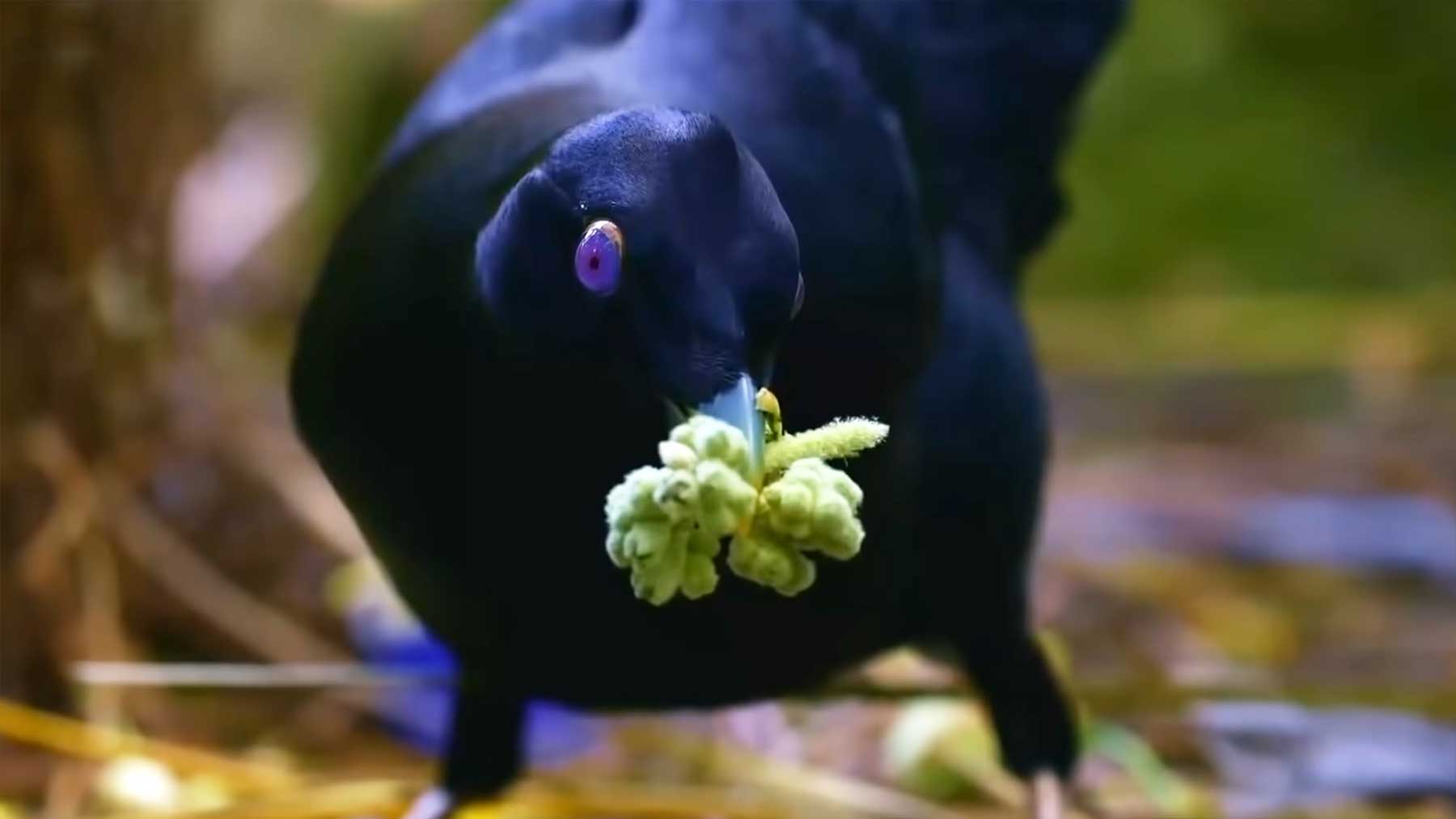 Vögel, die sich ungewöhnlich verhalten