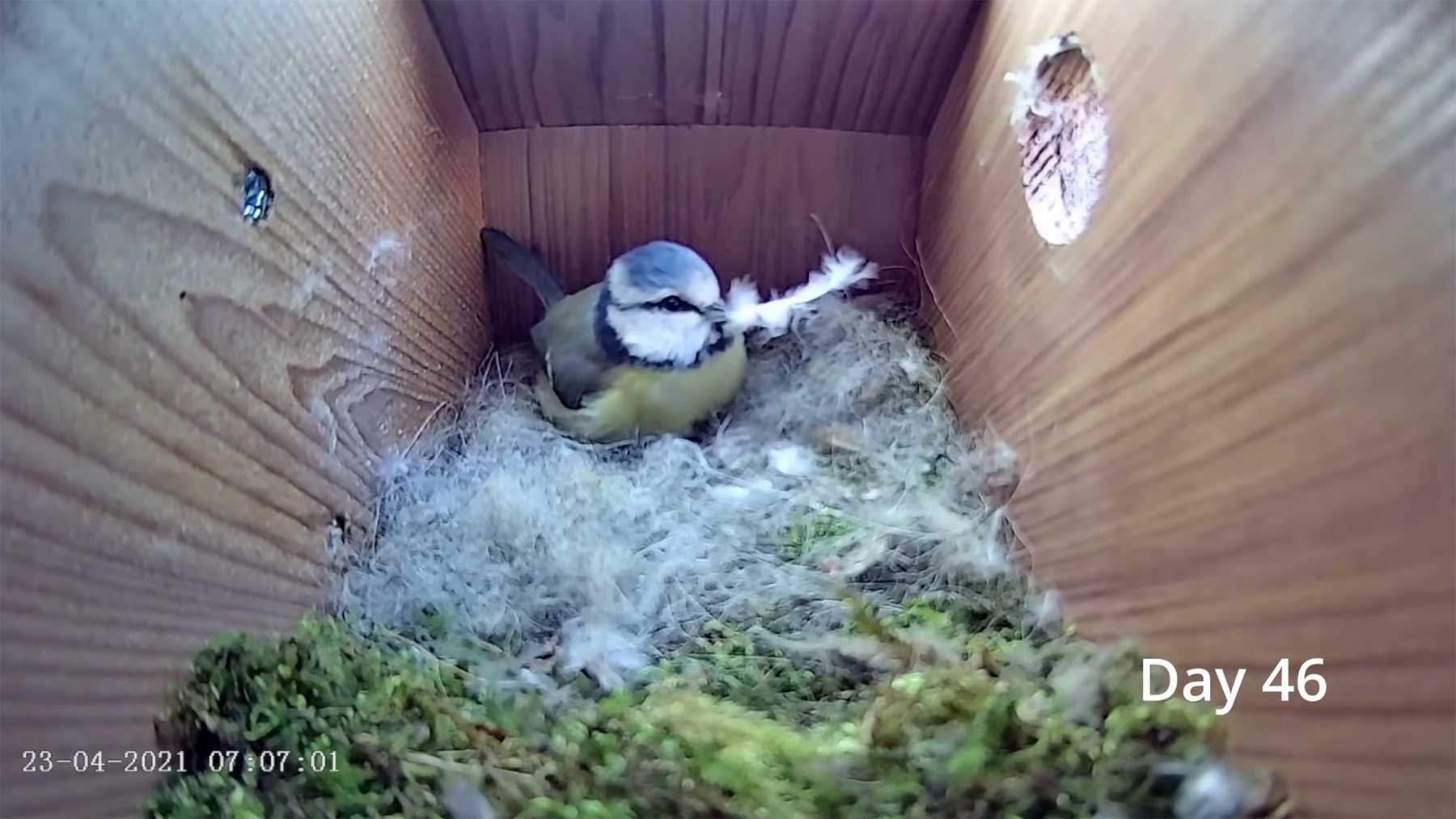 Nestbau und Eierlegen einer Blaumeise im Zeitraffervideo blaumeise-nestbau-timelapse 