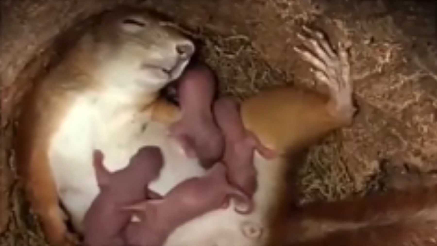 Aufnahmen aus dem Inneren eines Eichhörnchen-Nestes