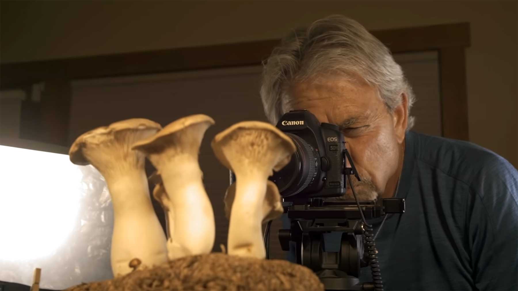 Wie Zeitraffervideos von wachsenden Pilzen geschossen werden wie-pilz-timelapse-gedreht-wird 
