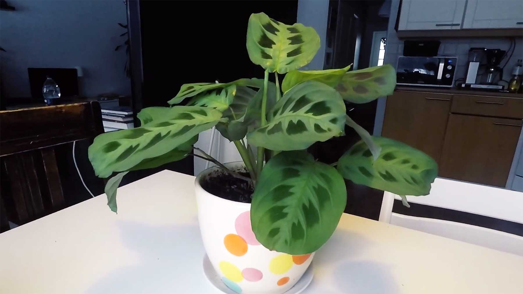 Timelapse: 60 Stunden Bewegung einer Maranta-Pflanze Maranta-bewegung 