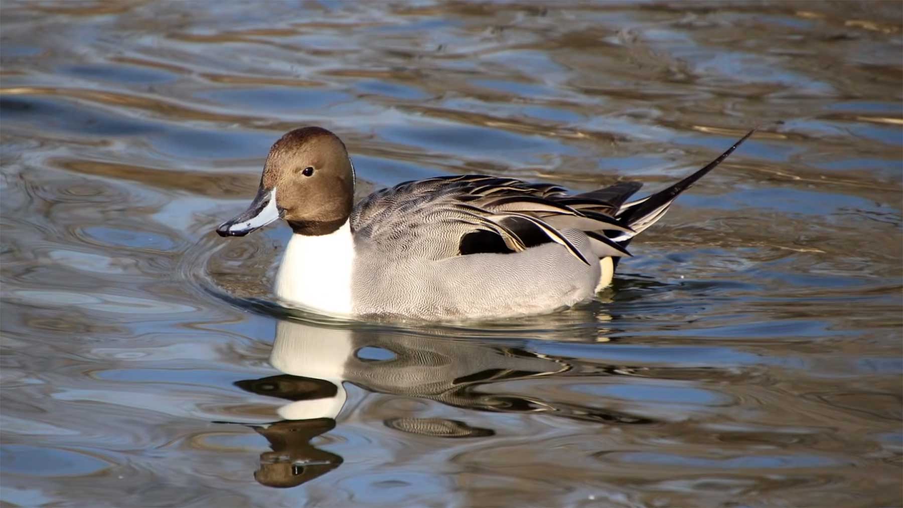 Unnützes Wissen über Enten skurile-fakten-ueber-enten 