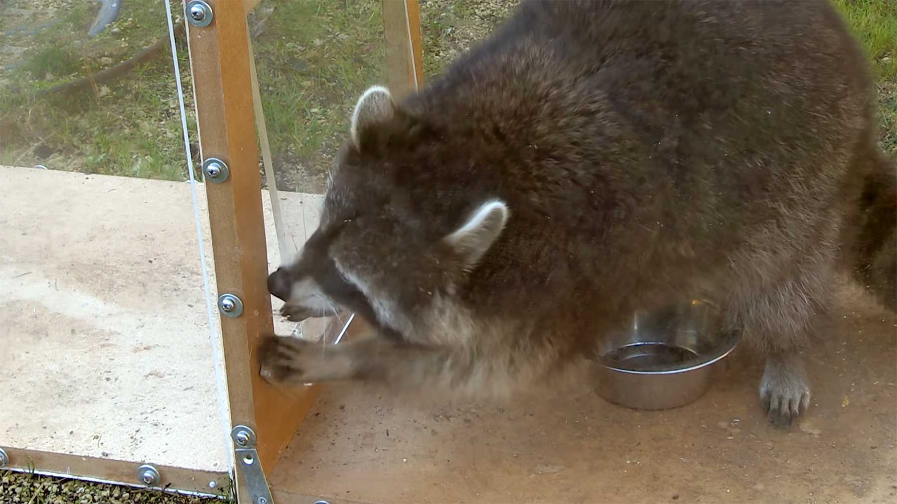 Waschbär erlernt Türöffnungs-Mechanismen waschbaer-lernt-tuermechanismen 