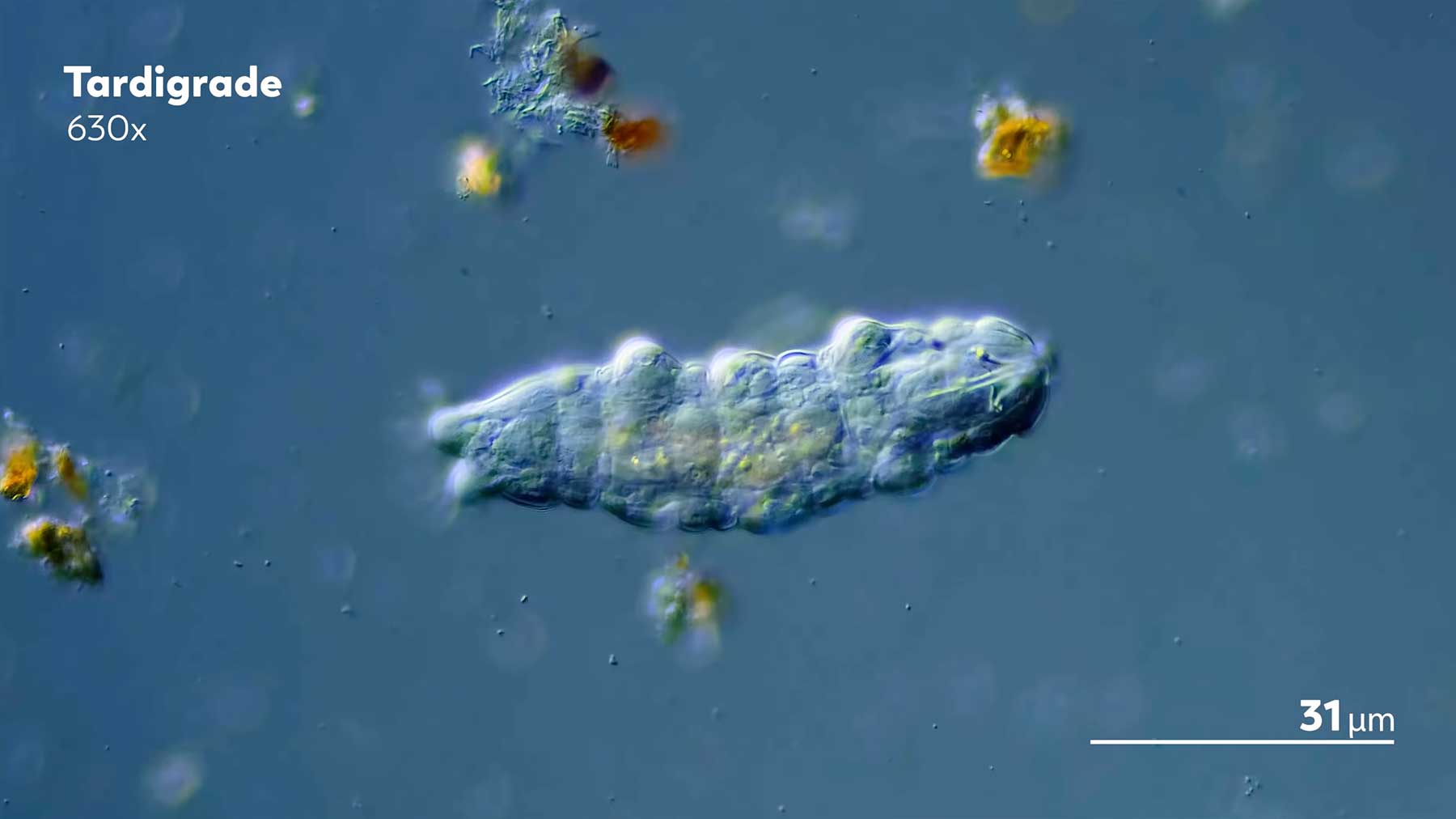 Super-Nahaufnahmen aus dem Mikrokosmos Supernahaufnahmen-microkosmos 